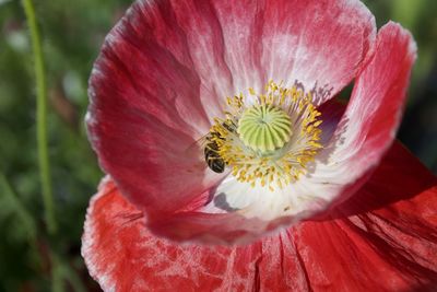 Close-up of red flower