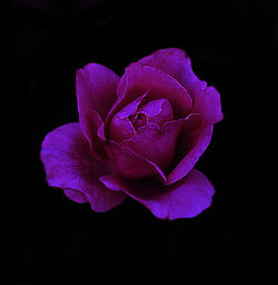 Close-up of purple rose against black background