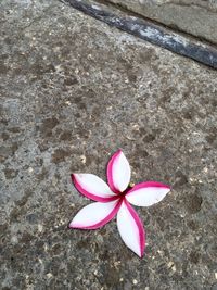 Close-up of pink flowers