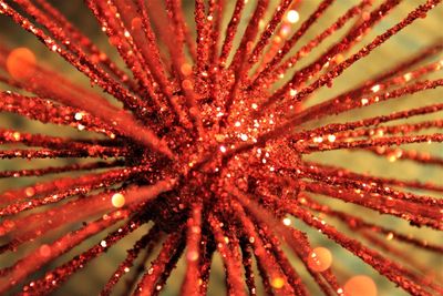 Full frame shot of illuminated red flower