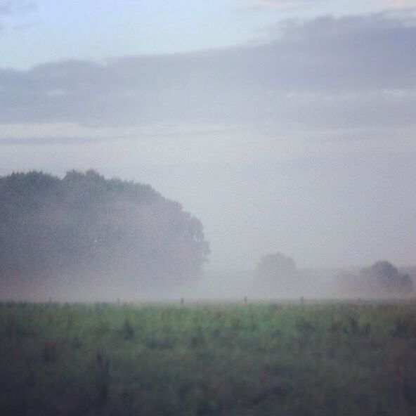 tranquil scene, landscape, tranquility, sky, scenics, field, beauty in nature, nature, fog, tree, cloud - sky, grass, growth, non-urban scene, horizon over land, weather, foggy, idyllic, outdoors, remote