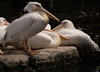 Pelicans perching on rock