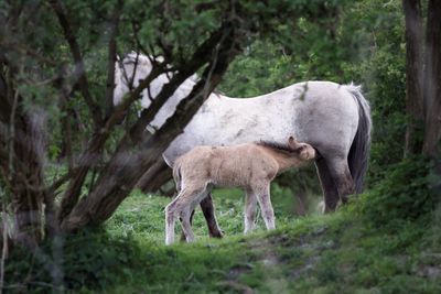 Horse grazing on tree