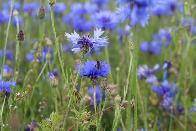 Close-up of purple flowering plants on field