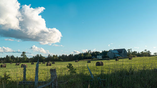 Scenic view of agricultural field against sky