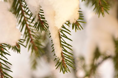 Close-up of plant