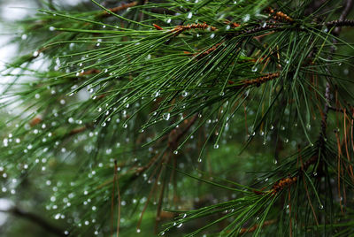 Close-up of wet pine tree