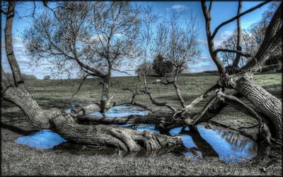 Bare trees against sky