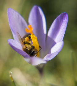 Close-up of honey bee on crocus flower