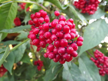 Close-up of cherries on plant