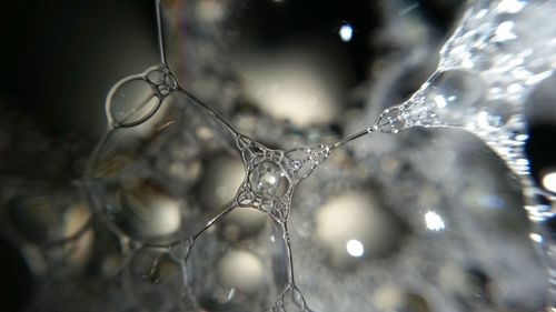 Close-up of water drops on leaf