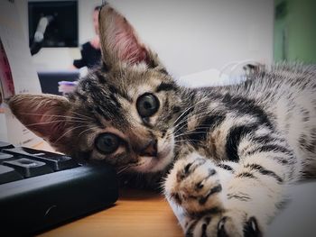 Close-up portrait of a cat on table