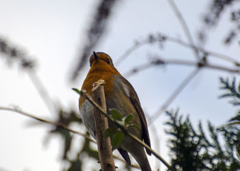 Robin red breast