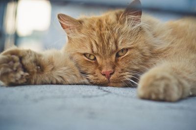 Close-up portrait of a cat resting