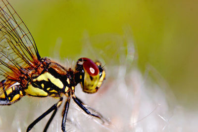 Close-up of fly