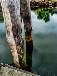 Reflection of trees in water