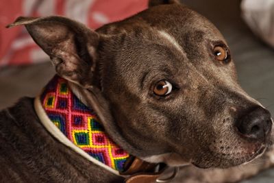 Close-up portrait of a dog