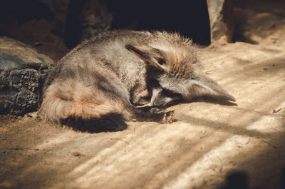 Close-up of a fox