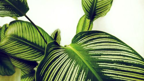 Close-up of palm leaves