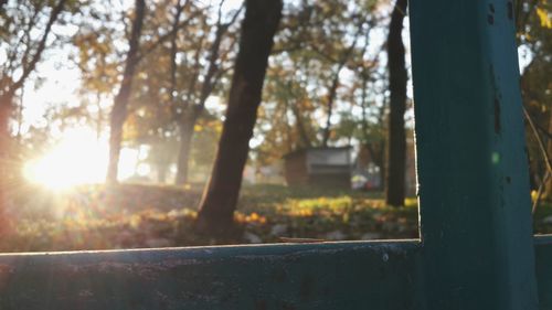 Sun shining through trees