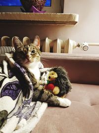 Portrait of cat resting on sofa at home