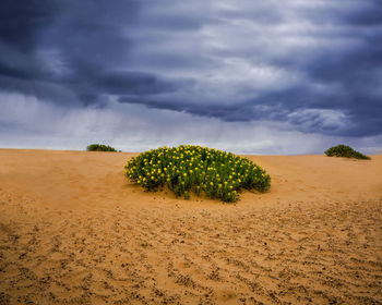 Plants growing on arid landscape against cloudy sky