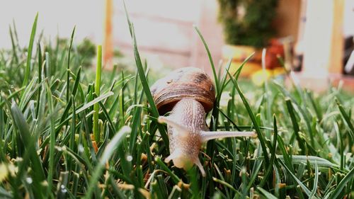 Close-up of plants growing on grassy field