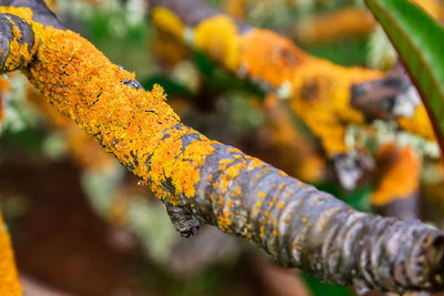 Close-up of leaf on branch