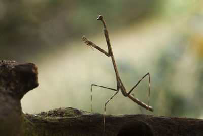 Hierodula venosa spesies mantis from borneo forest