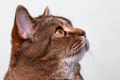 Close-up of a cat looking away