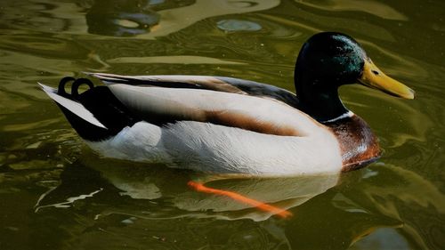 High angle view of duck swimming in lake