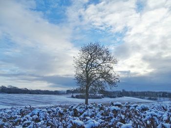 Bare tree on snow covered field against sky