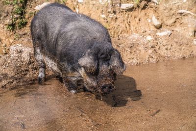 Big fat dirty pig in mud searching for food