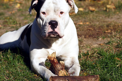 Portrait of dog sitting on field