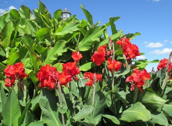 Close-up of red flowers blooming in park