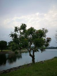 Tree by lake against sky