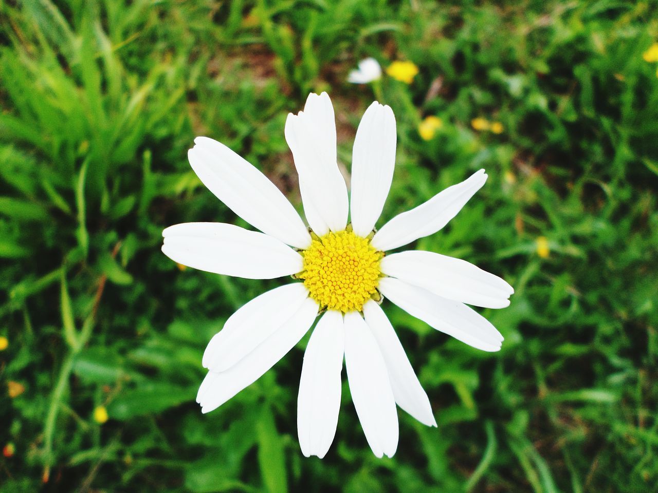 flower, petal, flower head, fragility, freshness, growth, white color, single flower, beauty in nature, pollen, close-up, focus on foreground, blooming, nature, plant, in bloom, high angle view, stamen, day, yellow