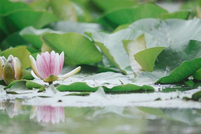 Close-up of water lily in pond