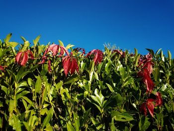 Red flowering plants against blue sky