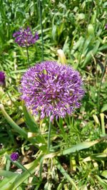 Close-up of purple flowers