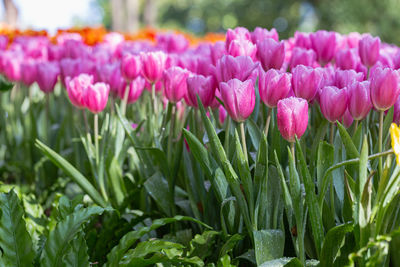 Close-up of pink flowering plants