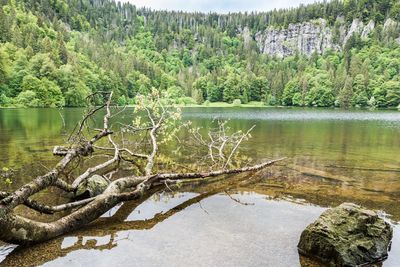 Scenic view of lake in forest against sky