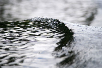 Close-up of frozen water