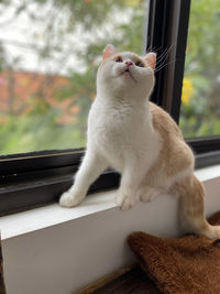 Cat sitting on window sill