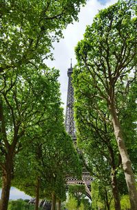 Low angle view of trees