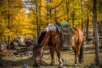 Horse grazing on grassy field against trees at forest