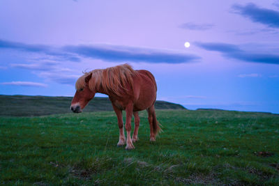 Horse standing on field against sky