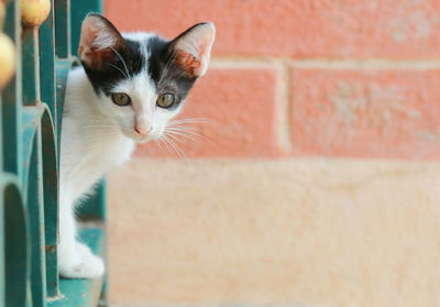 Close-up portrait of a cat