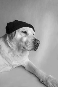 Close-up of dog looking away against white background