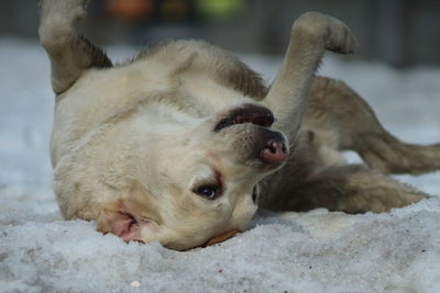 Close-up of dogs on snow